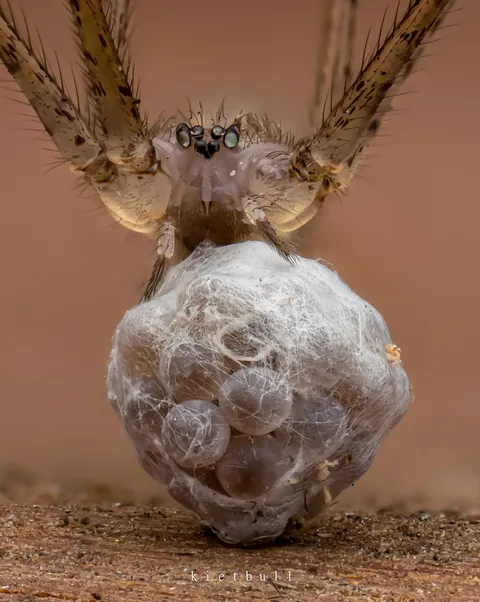 A cellar spider carrying her egg sac