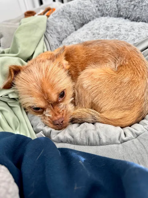 Filled with rage (I bought him a new bed)