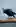 Crow Captured Mid Head Shake