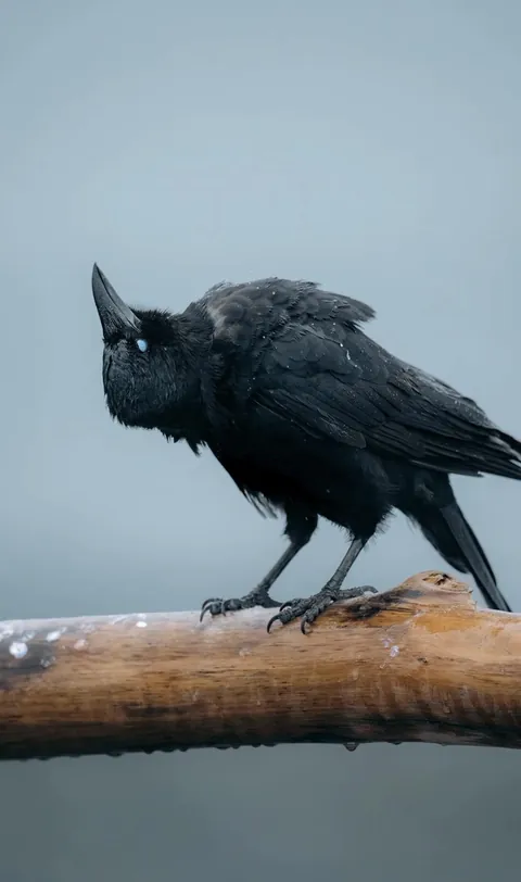 Crow Captured Mid Head Shake