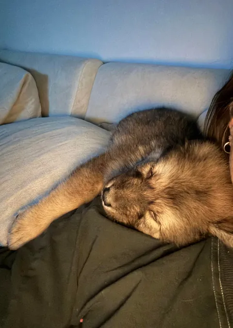 floofy potato fren was unexpectedly delivered with our DoorDash order 1 wk ago. He’s now our whole world :)