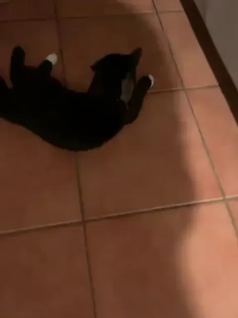 Mouse finds the ultimate hiding place