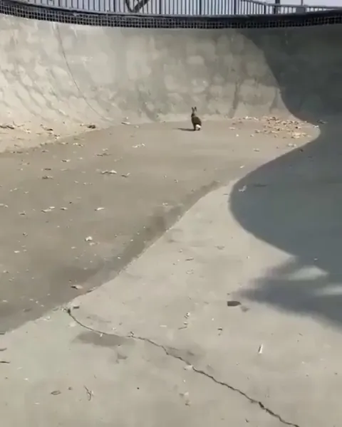 A skater rescuing a wild bunny from a pool. 🐰