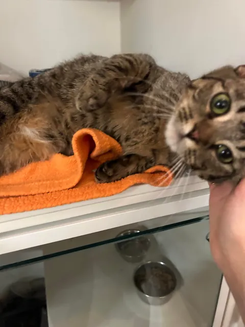 Went to the shelter to pet some cats and fell in love with the first cat I met