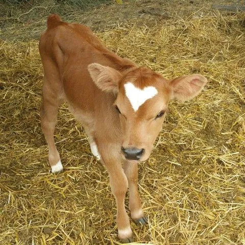 This Cute Calf 🐄