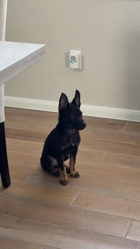 Just wanted to share my new puppy love him to pieces