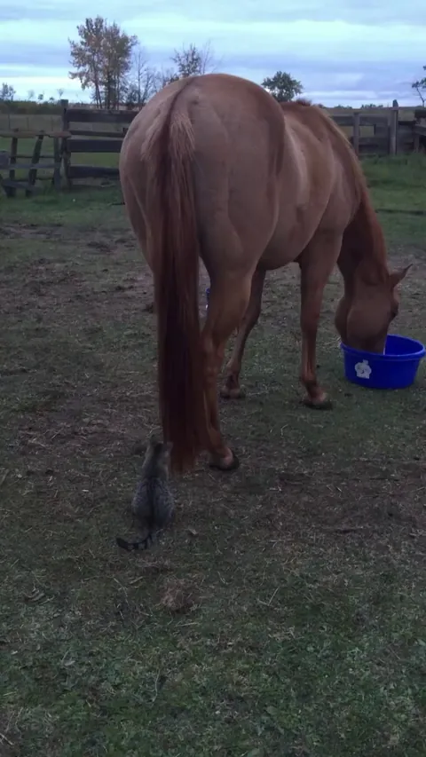 I like that the horse is no longer bothered by such games.