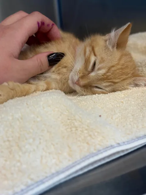 Im a shelter vet tech and spent NYE with my friend Flame