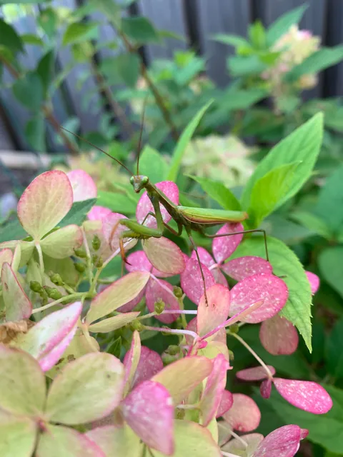🔥 Praying mantis I found in my backyard