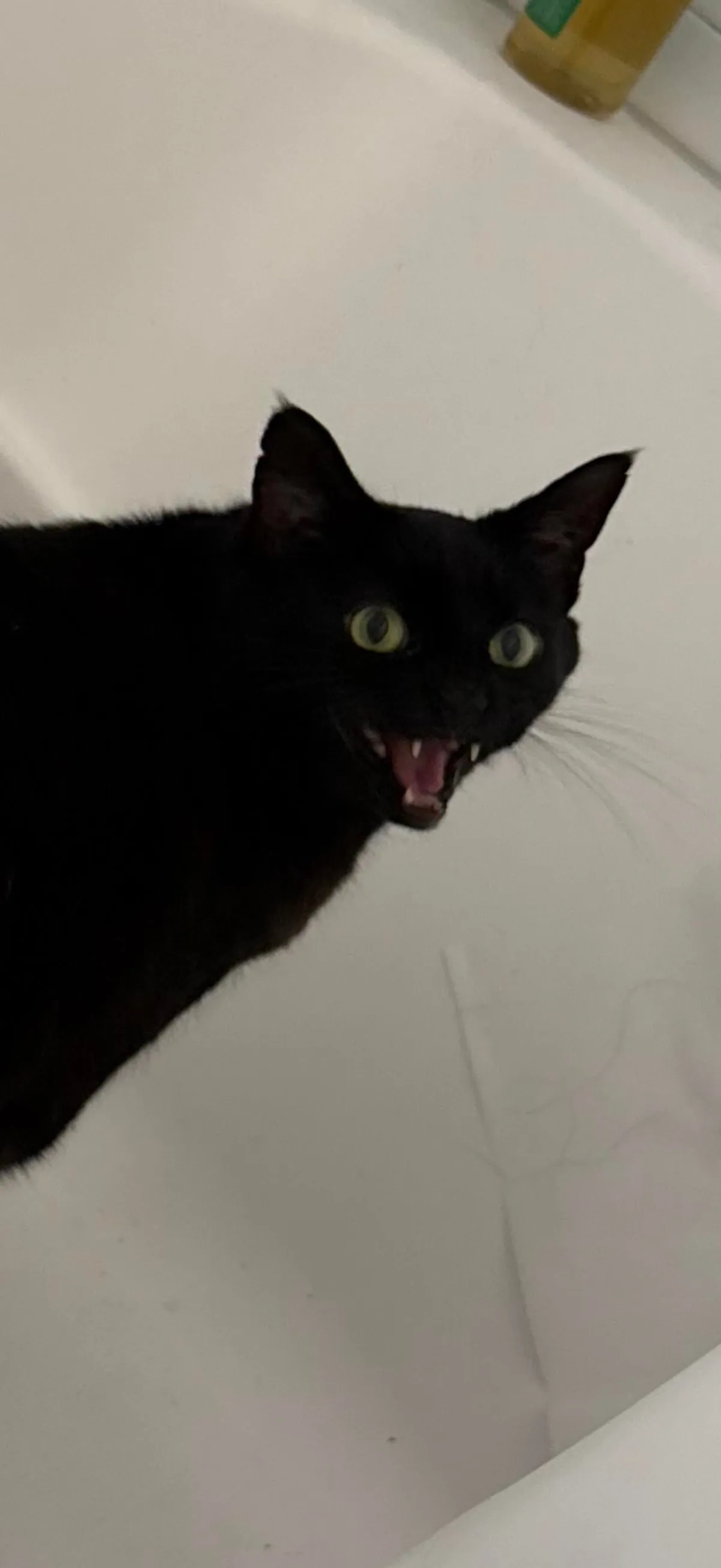 Startled my poor baby