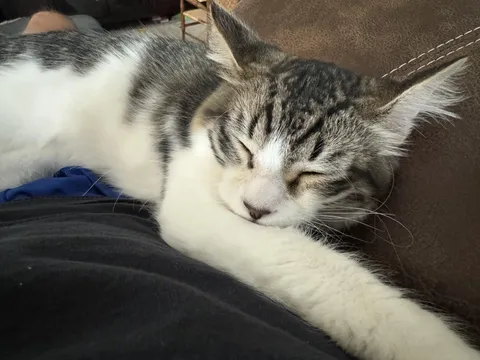 This is Lucy. Lucy went to get spayed today, and got neutered instead. Now he is Lucy the Boy, should we change his name?