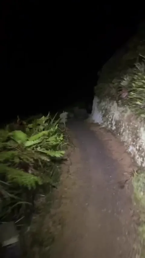 🔥A North Island brown kiwi spotted running along the roadside at night in New Zealand