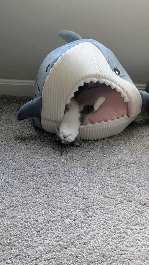 Minni really likes her sharky bed