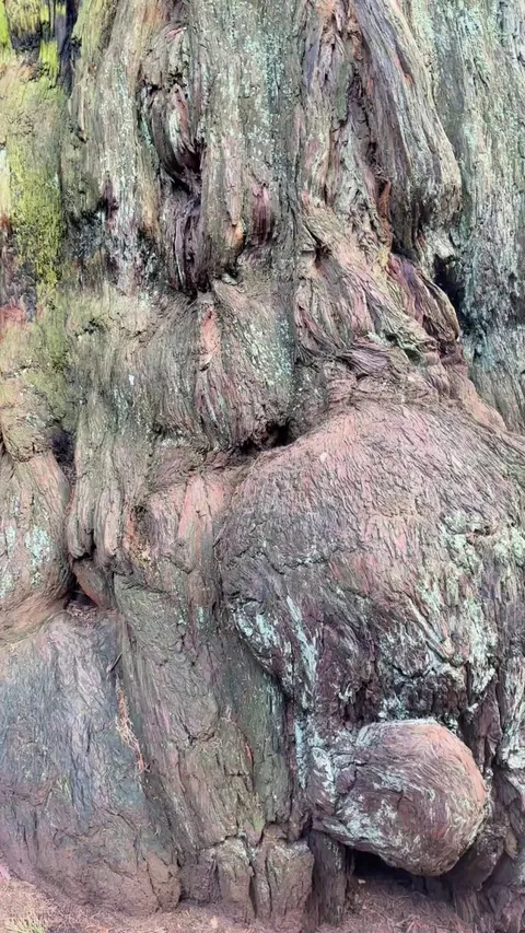 🔥 I live 10 minutes away from a massive sequoia tree that’s almost 2000 years old. This video doesn’t do it justice.