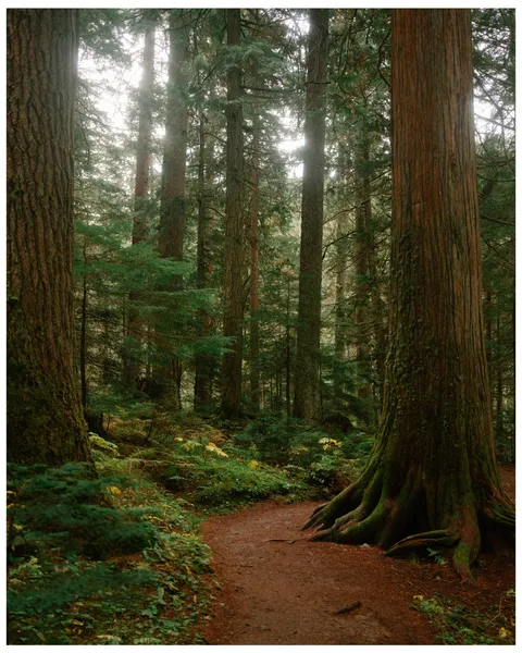 Forest walk in Whistler, BC [OC][4088x5110]
