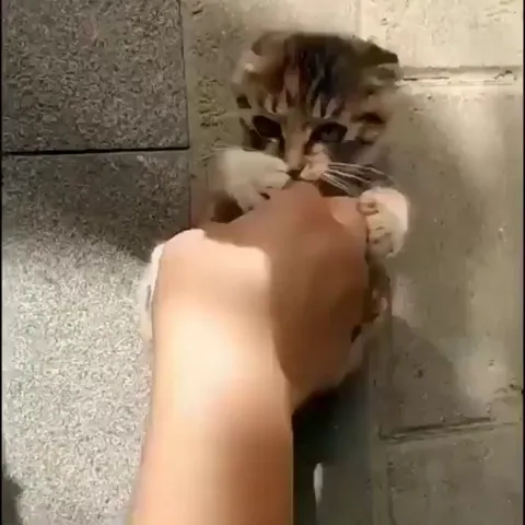 When Kitty was linked on your hands