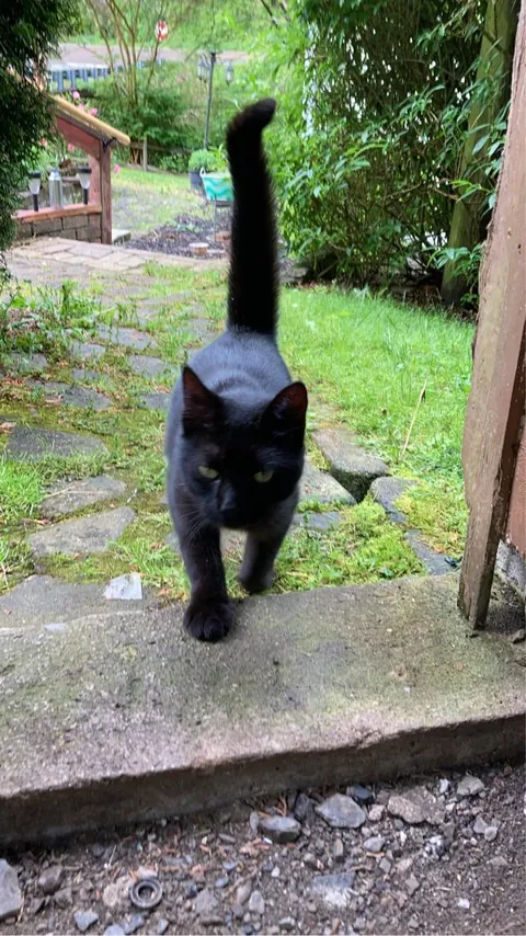 About a year ago this sweet little kitty just came down out of the mountains one day. Meet Squeaky!