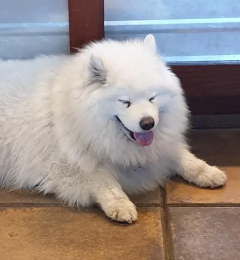 Found a pub named after its pet and he always is at the bar entertaining its patron