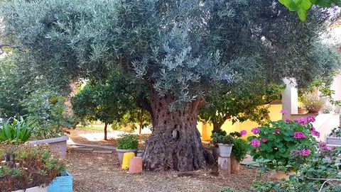 My garden's queen. She's ~150 years old and it takes two men to hug the trunk.