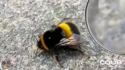 Busy Bees