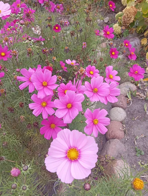Cosmos in October