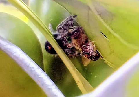 I just love all the jumping spiders I find in my garden!