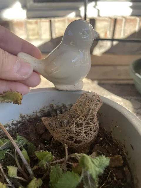 Mint roots made its way inside of a hollow ceramic bird and the roots made the shape of the bird