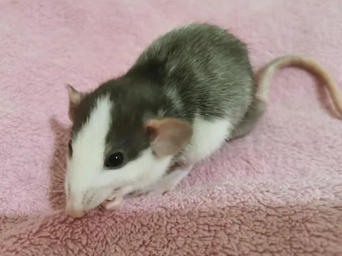 My boy Manki turned from black to white (ignore his big feet)