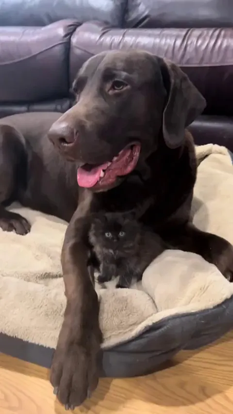 Hi everyone, Luna here! Got lots of requests for a video of my steed and me so here it is! (OC)