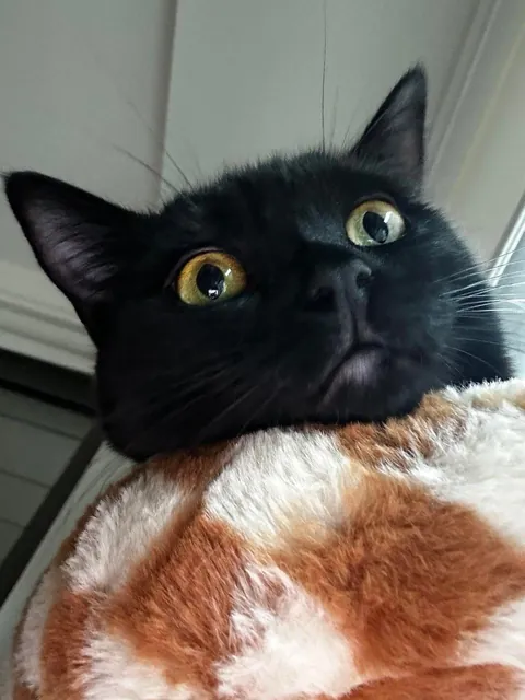 Happy National Black Cat Day to all of your babies 💕