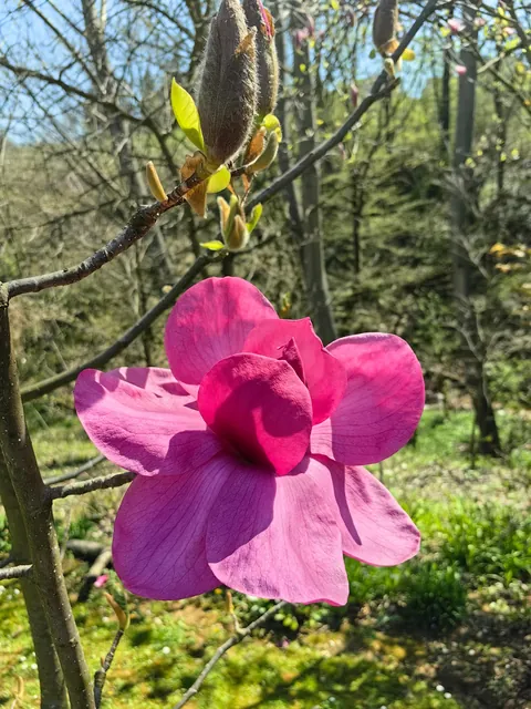 Magnolias i my garden in Serbia