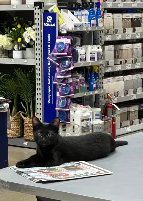 Paw-sitively tickled Lowe’s has voids in stock…