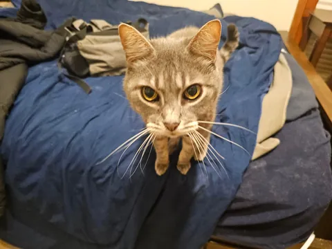 Tribute to my boy Franklin, my dearest friend. My family got him when I was three years old, I've known him my entire life. We had to say goodbye to him yesterday. He fell asleep forever in my arms. I miss you buddy.