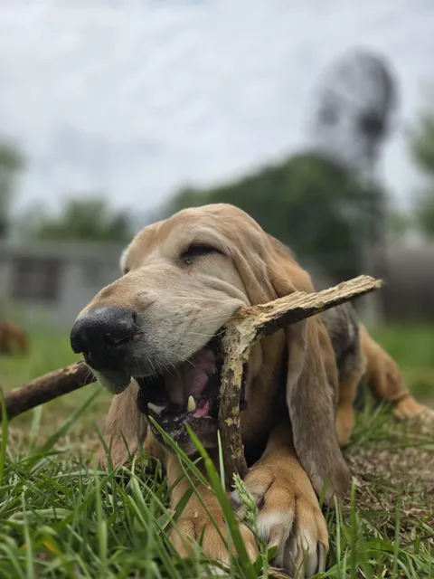 Gemma, the professional sleeper, is also a retired pro stick chewer still going strong. 11 years young!