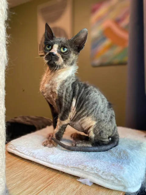 Cosmo’s ✨transformation✨