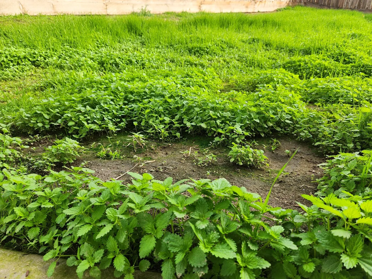 UPDATE: Stinging nettle everywhere! (I hired GOATS!)