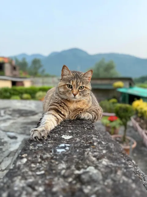 Meet Gina, my 11 year old cat 😇🥰