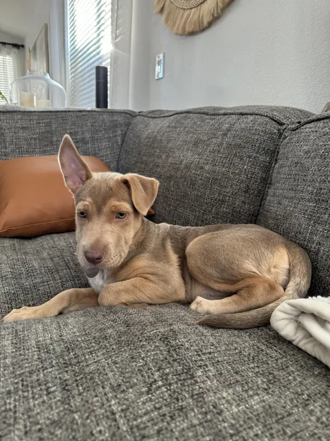 Went to Ace Hardware for pool supplies. Came back with a pup. Meet Ginger 