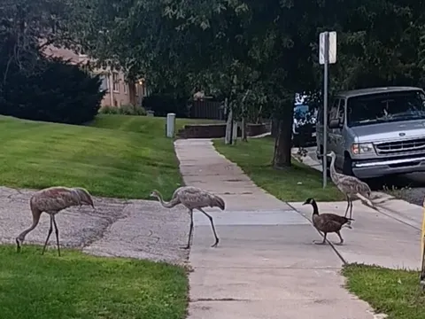 This group of three cranes and a goose like to hang out in my neighborhood