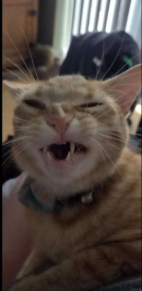 This thing lives in my house rent free..