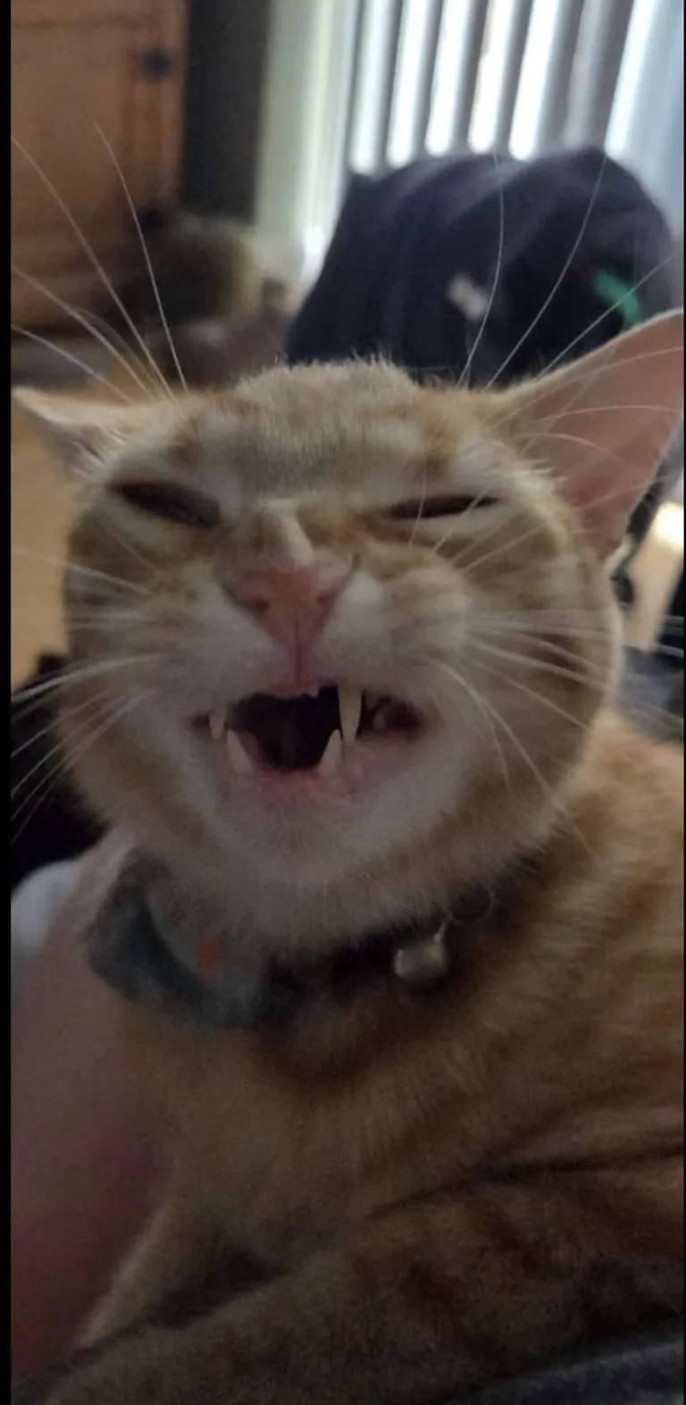 This thing lives in my house rent free..