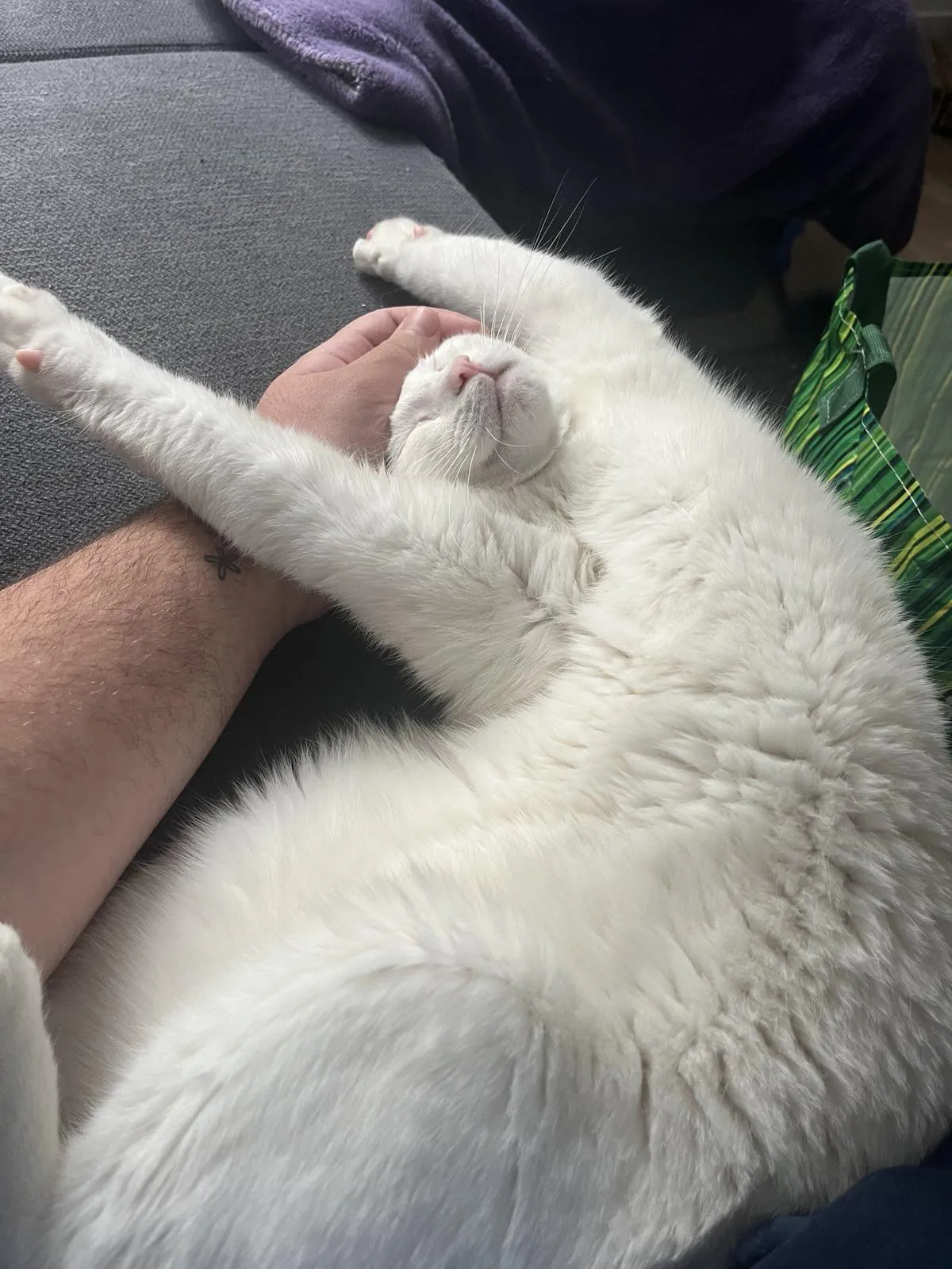 Advice on getting a deaf cat to quiet down at night?