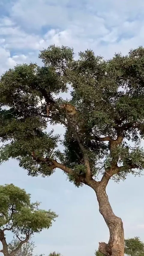 🔥Leopard and Lion Fight Over a Carcass in a Tree
