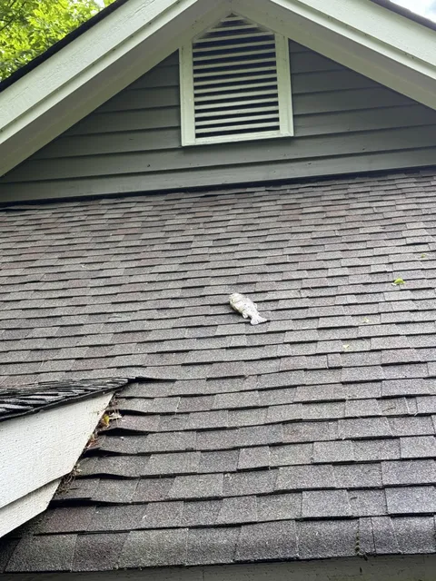 Woke up this morning and found this trout on the roof of my mountain house