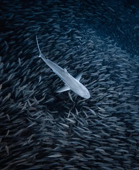 Photographer Rachel Moore captures stunning Photos of whales and sharks