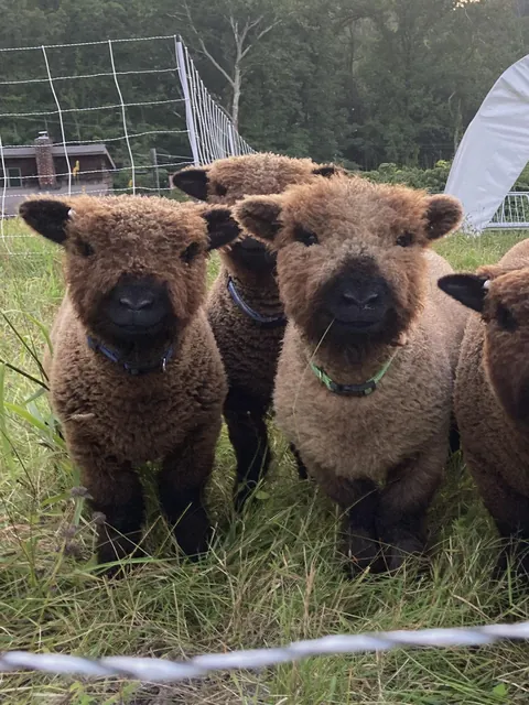 Our babydoll sheeps / lawnmowers