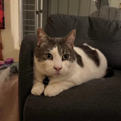 When you try to hide your yawn 😽🥱