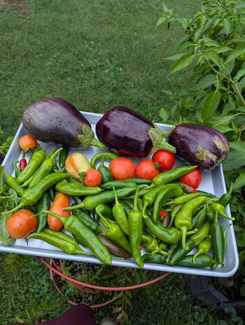 Finally a hobby that feeds me back!