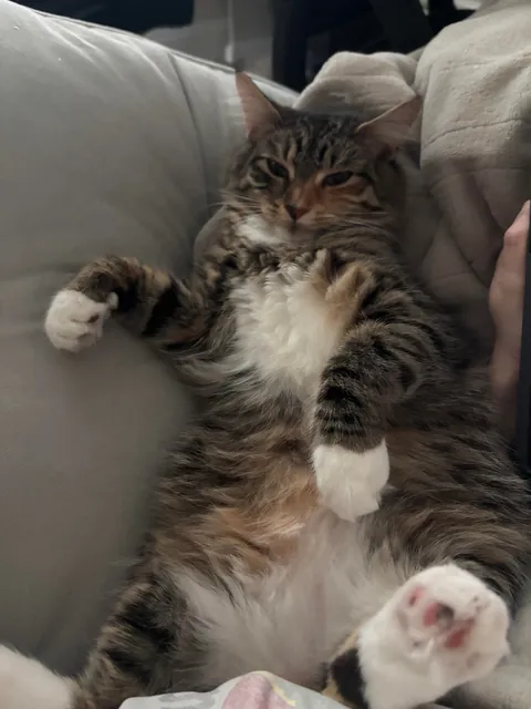 is she a tabby or calico?