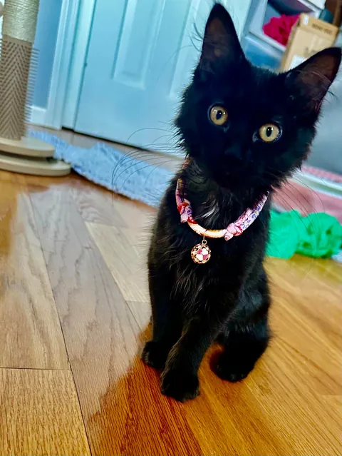 Happy 1st Birthday Lucky!